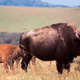 Illustration for article titled Why These Bison in California Were Put on Birth Control